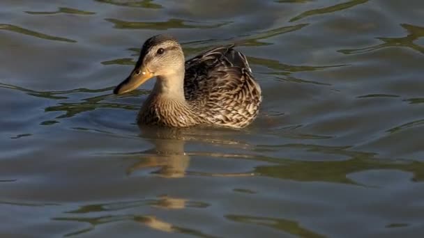 Un canard tacheté nage dans les eaux d'un lac au coucher du soleil à Montréal- mo — Video