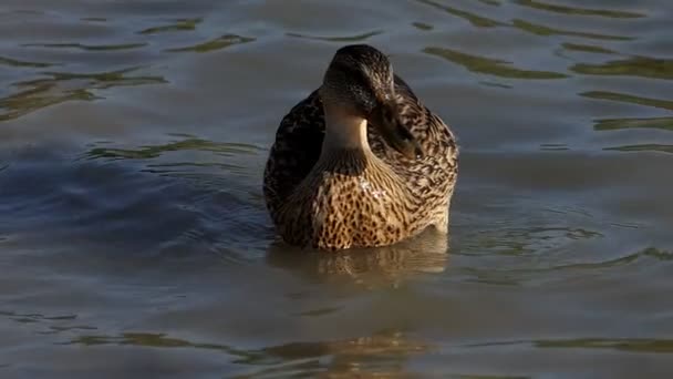 Um pato marrom manchado nada em águas do lago ao pôr do sol em slo-mo — Vídeo de Stock