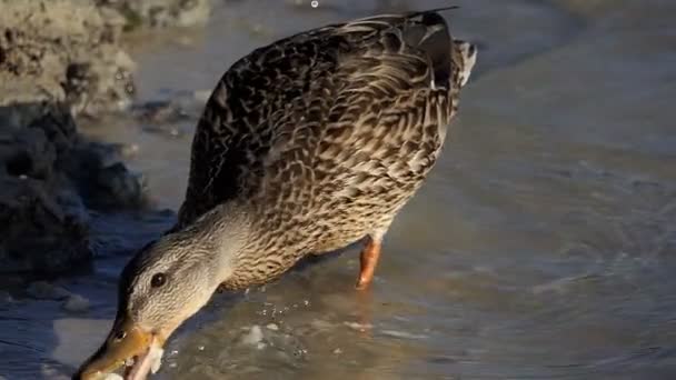 Spotted brown duck drinks water in lake waters at sunset in slo-mo — Stock Video