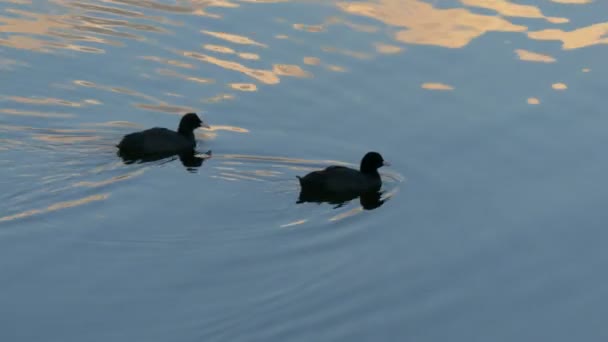 Dois pássaros - Fulica atra nadando no lago - 4k . — Vídeo de Stock