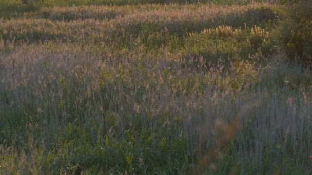 4k - Incrível tiro de mosquitos ao pôr do sol que voando sobre as plantas . — Vídeo de Stock