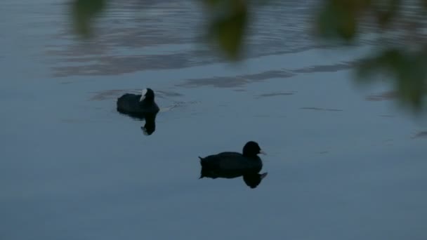 4k - Dois patos tipo pássaro preto nadando na água . — Vídeo de Stock