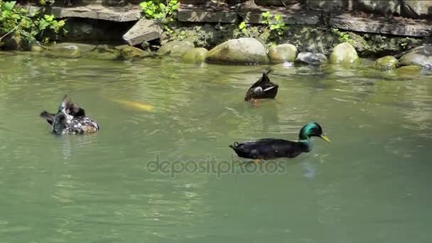 Three ducks swim together in the lake in slo-mo — Stock Video