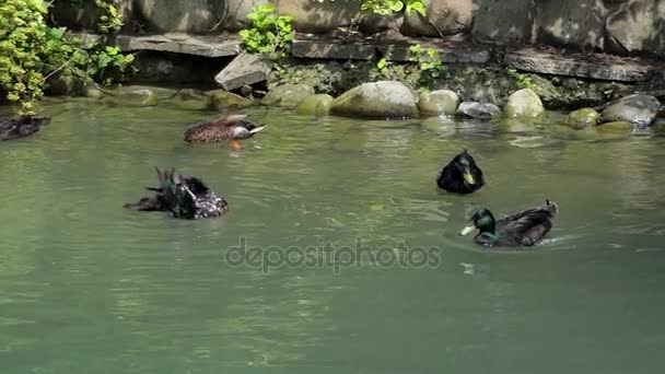 Cinco patos marrones nadan juntos en el lago en slo-mo — Vídeo de stock