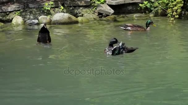 Tres patos de colores nadan en un lago en verano en slo-mo — Vídeo de stock