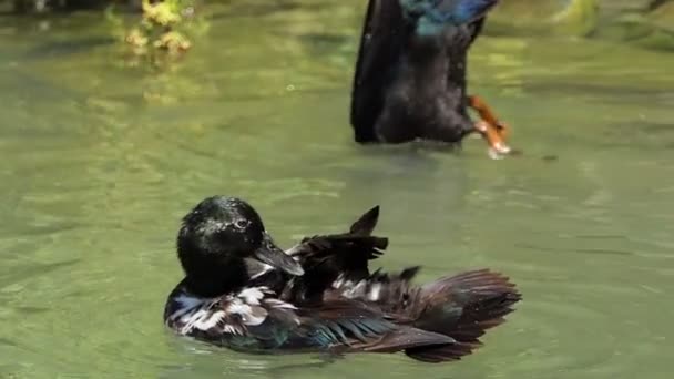 Strakaté kachny čistí peří a barevné ponory legračně v slo-mo — Stock video