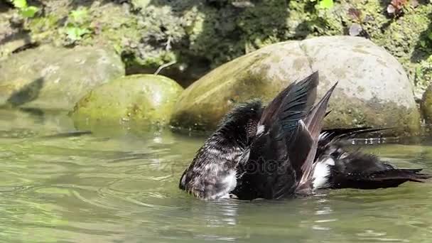 Un pato enérgico limpia su pluma blanca y negra en slo-mo — Vídeos de Stock