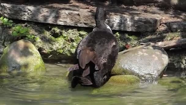 Pato negro sube a una orilla rocosa del lago en verano en slo-mo — Vídeos de Stock