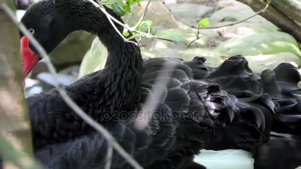 Krásná labuť čistí své peří na břehu jezera v slo-mo — Stock video