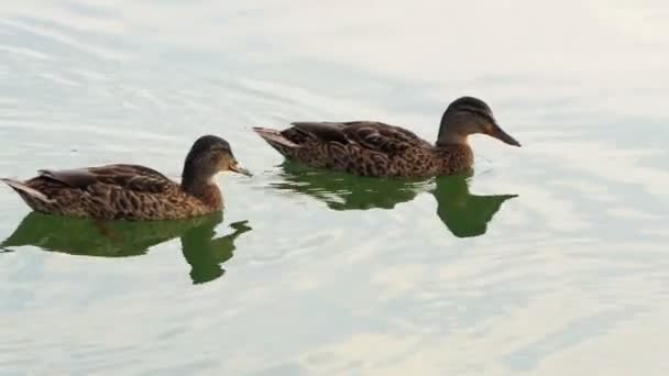 Several brown ducks swim in a lake on a sunny day in slo-mo — Stock Video