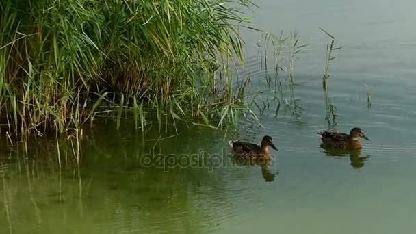 Zwei schwimmende braune Enten in einem See mit Seggen in slo-mo — Stockvideo