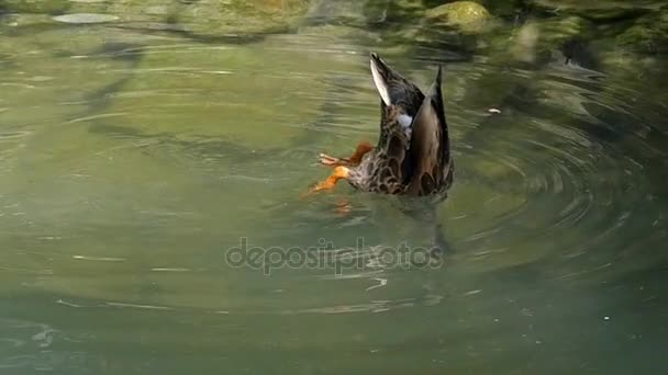 Ein beweglicher Schwanz einer tauchenden Ente in Seegewässern in slo-mo — Stockvideo