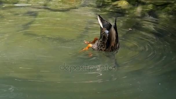 Una coda mobile di un'anatra tuffatrice in acque di lago in slo-mo — Video Stock