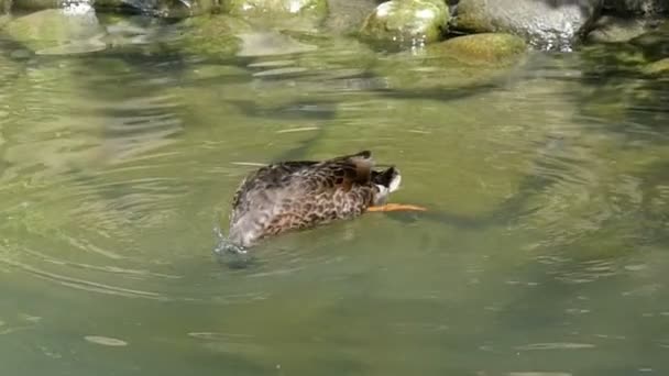 Eine lustige Ente taucht ab und rührt mit Schwanz und Pfoten im See in slo-mo — Stockvideo