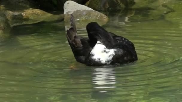 Un'anatra bianca e nera pulisce la sua piuma con il becco in rallentatore — Video Stock