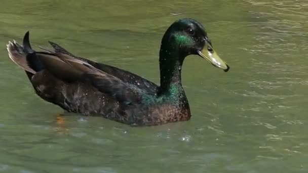 Ein Erpel mit schimmernden grünen Federn schwimmt in einem See in Slo-mo — Stockvideo