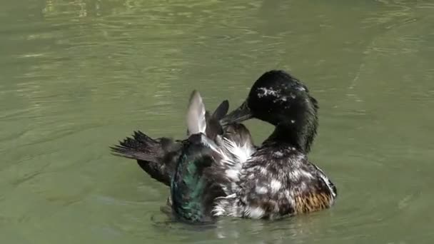 Μια πάπια στίγματα καθαρίζει το φτερό στα νερά της λίμνης σε slo-mo — Αρχείο Βίντεο