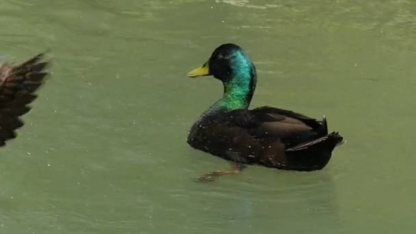 A drake swimms and a mallard waves wing. She wants to quit him in slo-mo — Stock Video