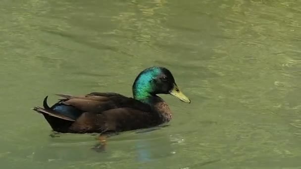 Een knappe drake zwemt in de wateren van het meer in de zomer in slo-mo. — Stockvideo