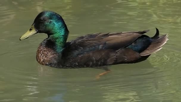 ハンサムなドレイクがダイブし、スローモーションで湖に彼の羽をきれいに — ストック動画