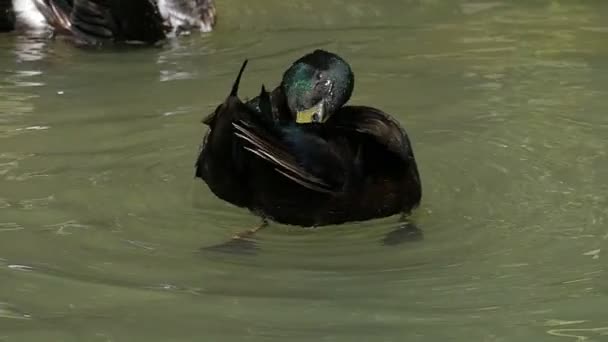 Un courageux drake s'enflamme dans un lac forestier au ralenti — Video