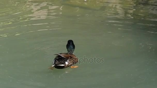 Multicolore drake smartens up in un lago in estate a Slo-mo — Video Stock