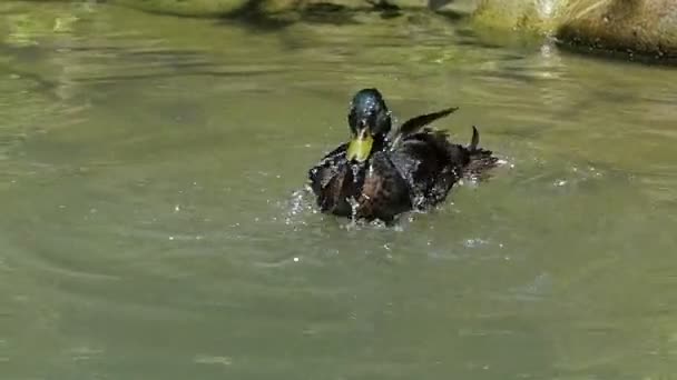 Hulk drake smartens up befor swimming to his mallard in slo-mo — Stock Video