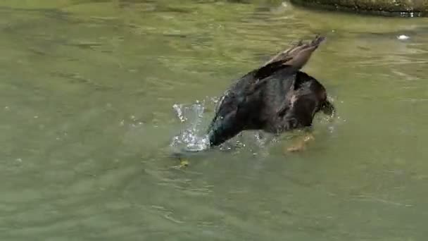 Activo drake bucea y limpia su pluma en un lago en slo-mo — Vídeos de Stock