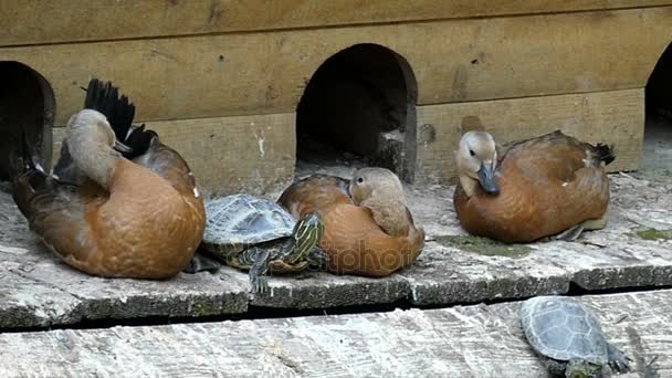 Relaxační kachny a želvy na břehu dřevěné jezero v slo-mo — Stock video