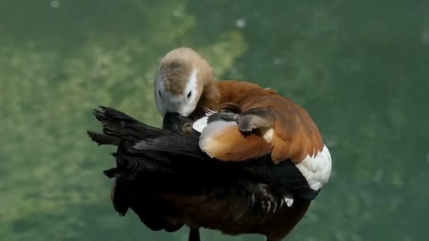 Světle hnědá kachna čistí své ocasní peří u jezera v slo-mo — Stock video