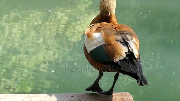 Un pato marrón claro ondea su pluma de cola en un lago en slo-mo — Vídeos de Stock