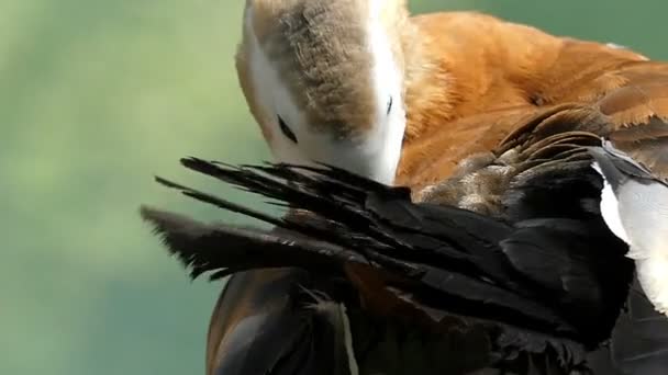 Un canard brun clair nettoie sa plume d'aile au bord d'un lac à Montréal- mo — Video