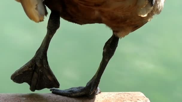 Eine hellbraune Ente steht auf einer Pfote an einem See in Slo-mo — Stockvideo