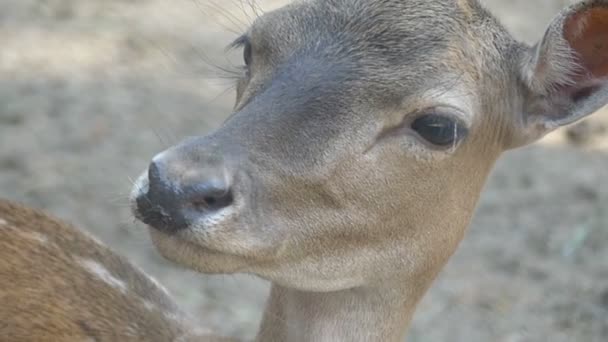 斯洛伐克的乌克兰动物园里的一只嫩鹿 — 图库视频影像