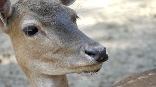 在乌克兰的动物园, 在斯洛伐克的尼斯寻找獐鹿 — 图库视频影像