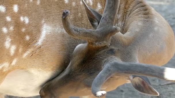 Un cervo bruno si lecca la pelle in uno zoo in estate in slow-mo — Video Stock