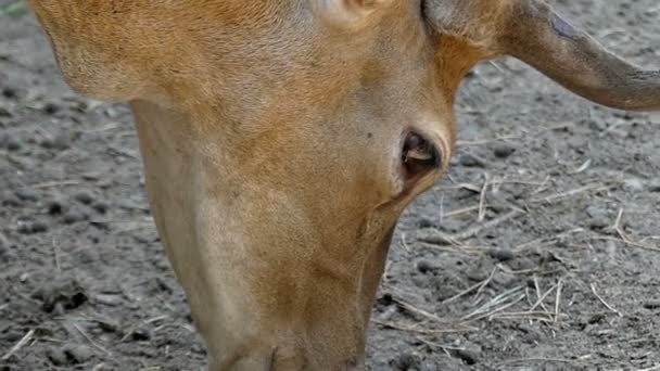 Un ciervo hembra roza hierba en un zoológico en verano en slo-mo — Vídeo de stock