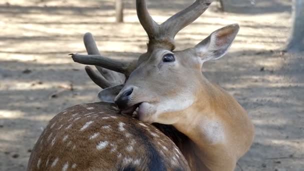 Een bruin mannelijk hert ligt en likt haar huid in de zomer in slo-mo — Stockvideo