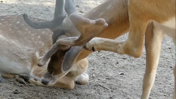 Een man die herten gespot kussen een vrouwelijke herten in de zomer in slo-mo — Stockvideo