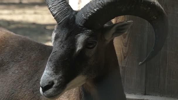 Ein tapferer schwarzer Widder steht und sieht rechts und links in einem Zoo in slo-mo — Stockvideo