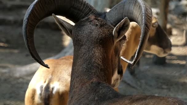 Um bode preto com chifres grandes olha para sua babá-cabra em slo-mo — Vídeo de Stock