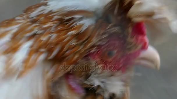 A fluffy multicolored hen looks at the world with sad eyes in slo-mo — Stock Video