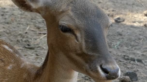 Une femelle cerf regardant tendrement quelque part dans un zoo à Pékin — Video