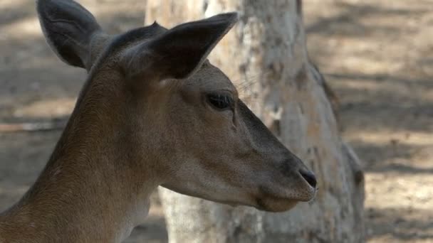 Un cervo femmina in piedi di profilo in uno zoo in estate — Video Stock