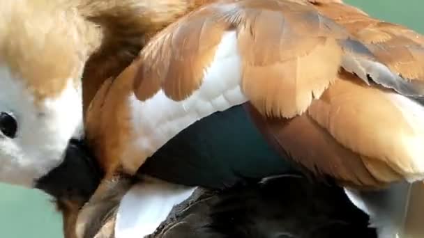 A light brown duck pinches its wing feather at a lake — Stock Video
