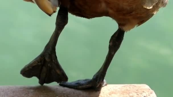 一只浅褐色的鸭子站在一只爪子上的湖边 — 图库视频影像
