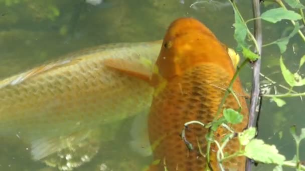 An einem sonnigen Sommertag schwimmen zwei Karpfen zusammen in einem Teich — Stockvideo