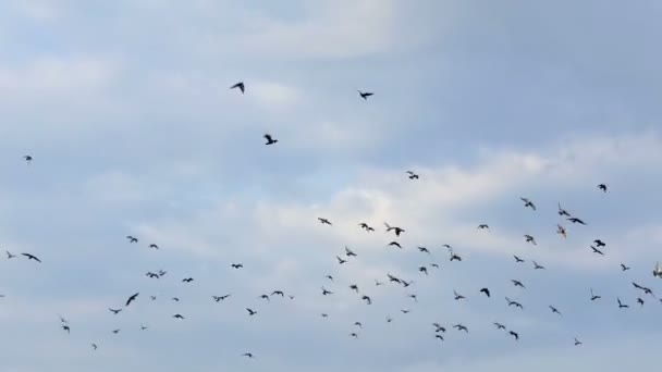 Um bando de pombas voa alto em um céu azul com nuvens brancas — Vídeo de Stock