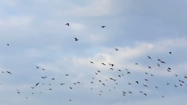 Een kudde van duiven vliegen hoog in een blauwe hemel met witte wolken — Stockvideo