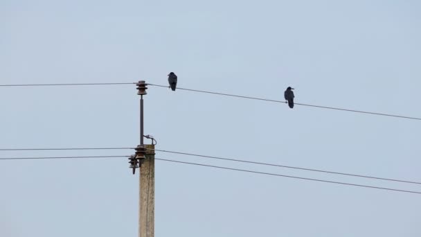 Zwei Saatkrähen sitzen auf Stromkabeln, die Straßenlaternen verbinden — Stockvideo